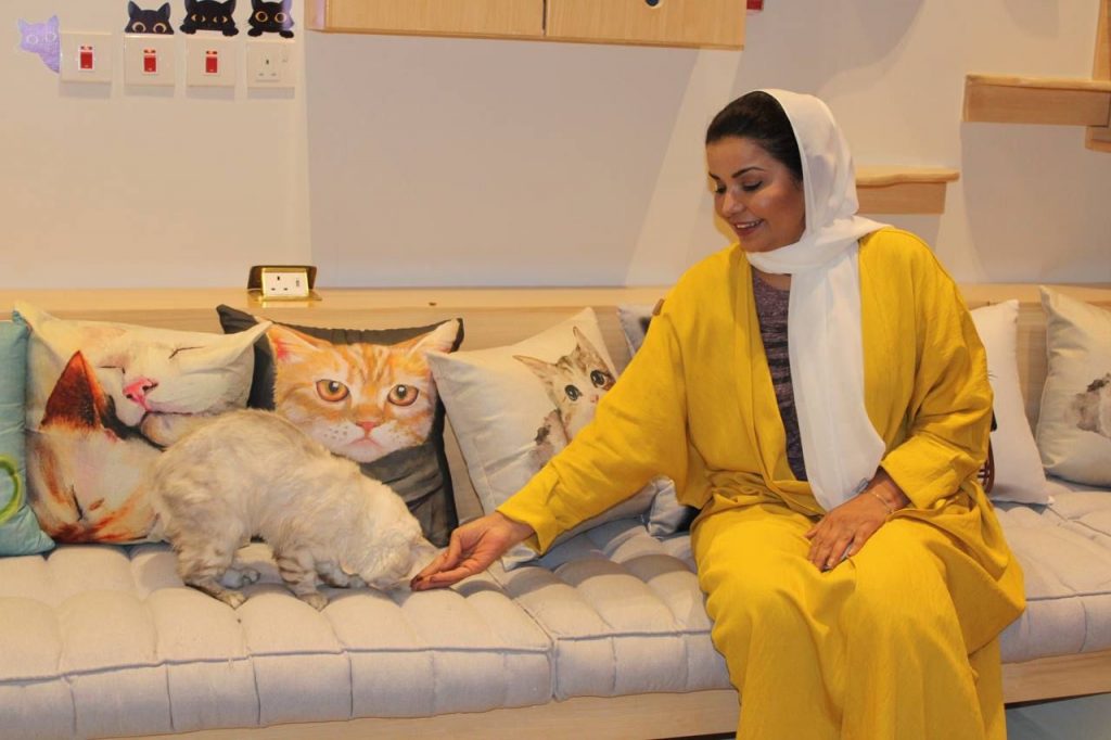 افتتاح أول فندق متخصص للقطط في الرياض