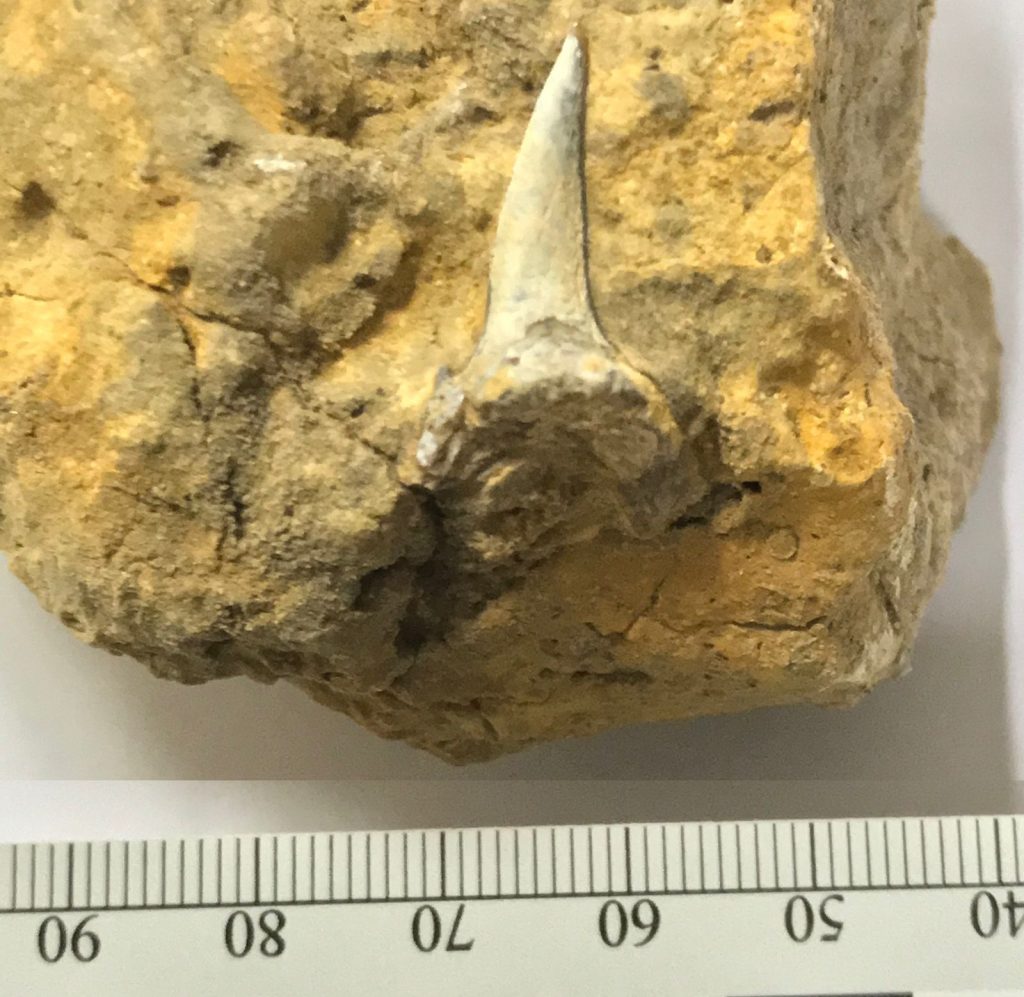 متخصصون من المساحة الجيولوجية يكتشفون بقايا احفورية نادرة في السعودية